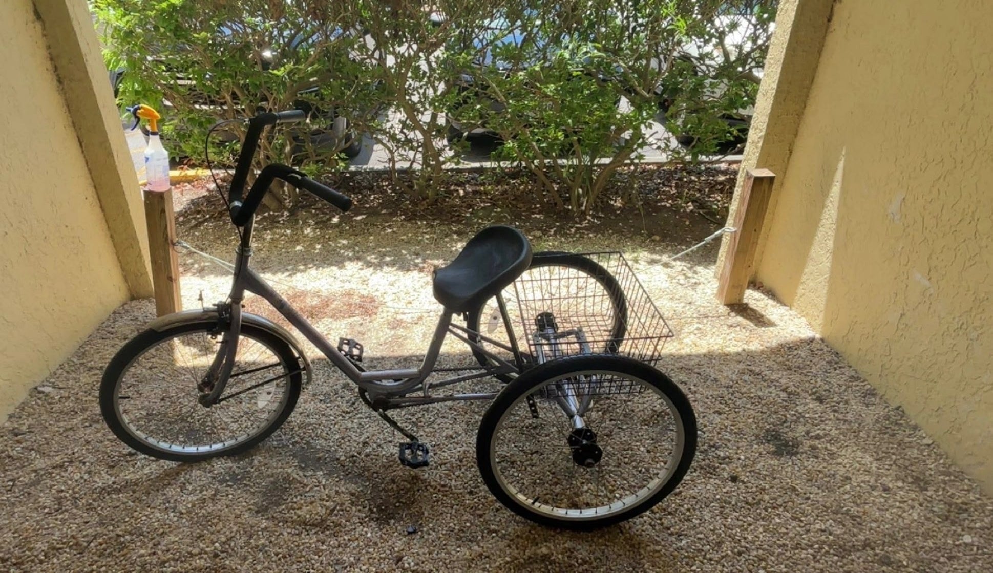 Adult Tricycle